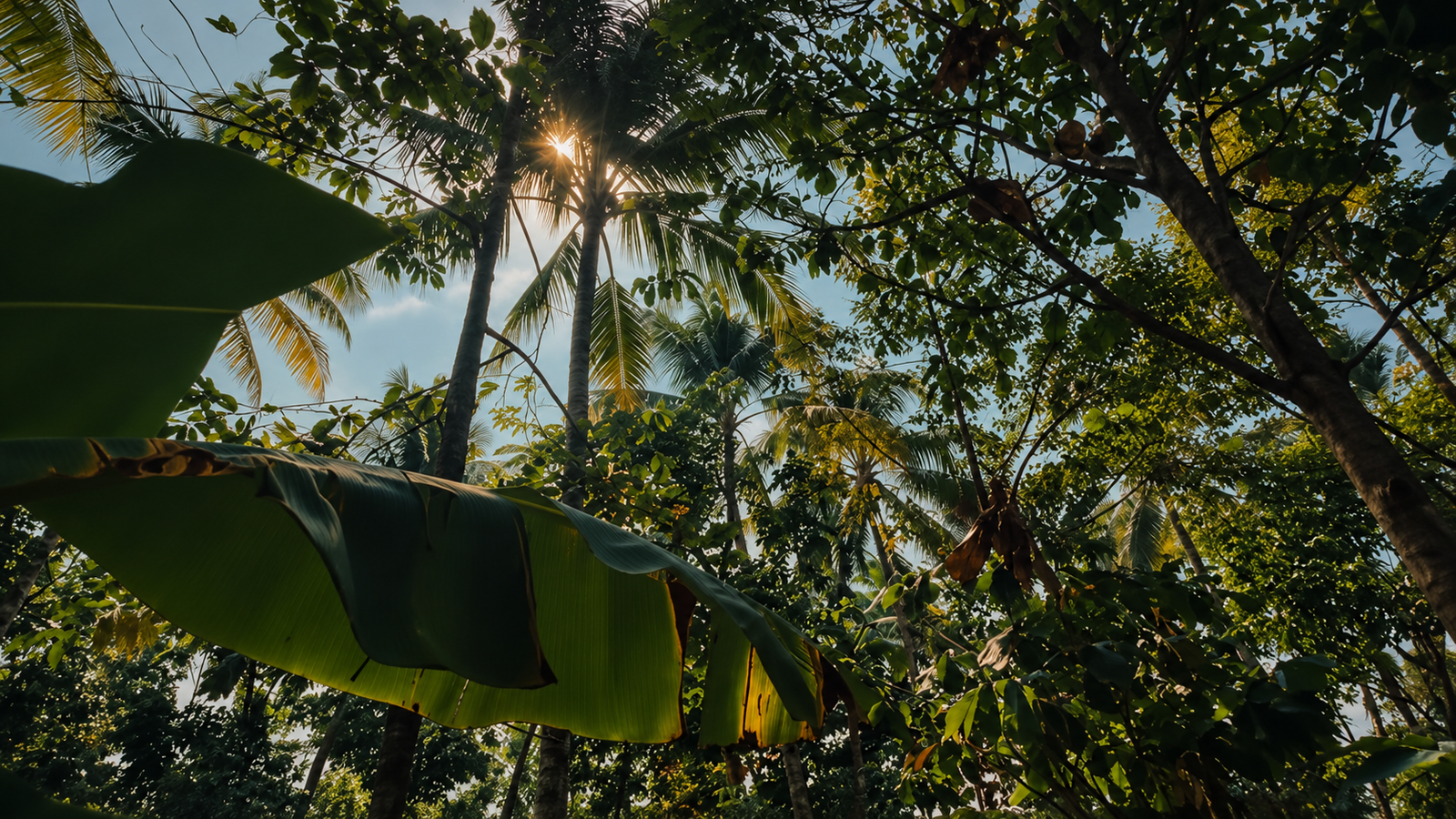 Sunlight filtering through coconut palms and tropical trees in Indonesia
