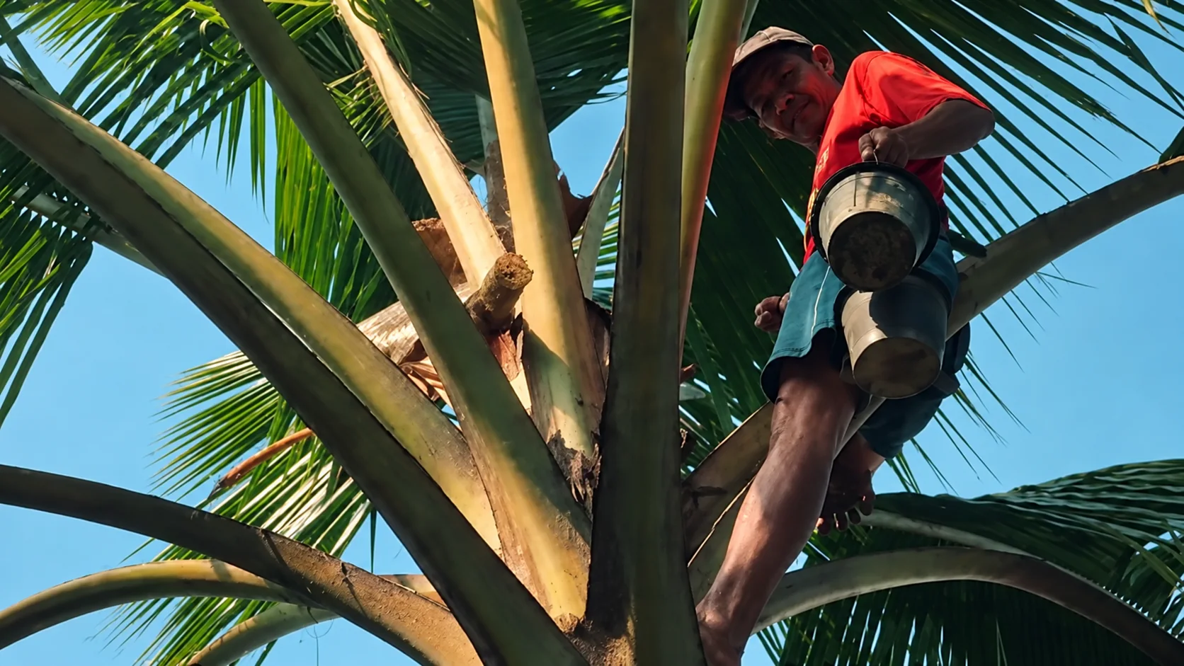 Coconut sap farmer working in a palm tree
